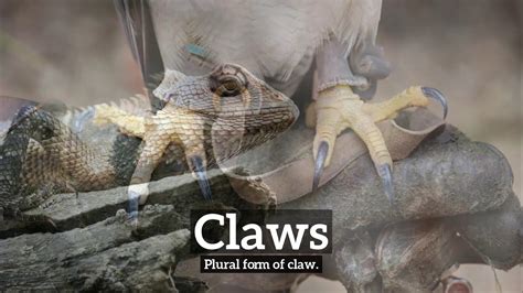 How to say claw in Filipino .